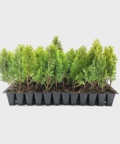 10 Berckman’s Gold Arborvitae Live Plant Starter Plugs – Golden Evergreen Shrub - Image 2