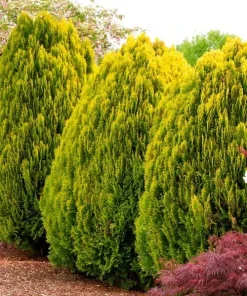 10 Berckman’s Gold Arborvitae Live Plant Starter Plugs – Golden Evergreen Shrub - Image 4