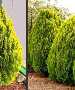 10 Berckman’s Gold Arborvitae Live Plant Starter Plugs – Golden Evergreen Shrub - Image 6