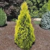 10 Berckman’s Gold Arborvitae Live Plant Starter Plugs – Golden Evergreen Shrub - Image 1