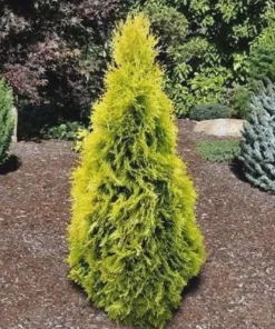 10 Berckman’s Gold Arborvitae Live Plant Starter Plugs – Golden Evergreen Shrub - Image 1