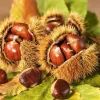 10 Bisalta Italian Chestnut Seeds - Stratified for Planting - Image 1