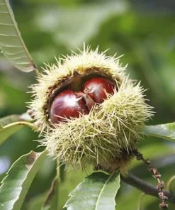 10 Bisalta Italian Chestnut Seeds - Stratified for Planting - Image 3