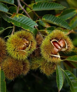 10 Bisalta Italian Chestnut Seeds - Stratified for Planting - Image 5