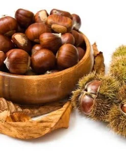 10 Bisalta Italian Chestnut Seeds - Stratified for Planting - Image 7