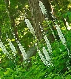10 Black Cohosh Plants – Actaea Racemosa Bare Root Wildflower – Native Shade Garden Perennial - Image 2