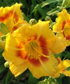 10 Black Eyed Stella de Oro Daylily Perennial Bare Root Plants - Yellow-Gold Flowers - Image 4