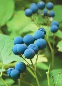10 Blue Cohosh Bare Root Plants - Caulophyllum Thalictroides Wildflower - Image 9