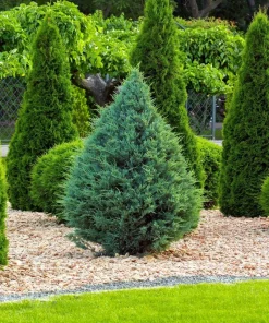 10 Blue Cone Arborvitae Starter Plugs - Bare Root Live Plants - Image 2