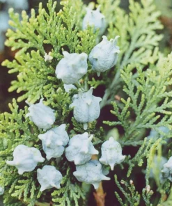 10 Blue Cone Arborvitae Starter Plugs - Bare Root Live Plants - Image 3