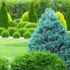 10 Blue Cone Arborvitae Starter Plugs - Bare Root Live Plants - Image 1