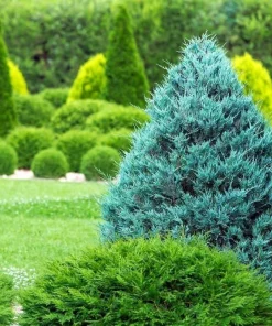 10 Blue Cone Arborvitae Starter Plugs - Bare Root Live Plants - Image 5