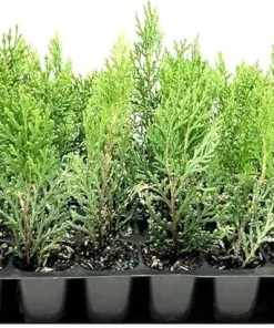 10 Blue Cone Arborvitae Starter Plugs - Bare Root Live Plants - Image 8