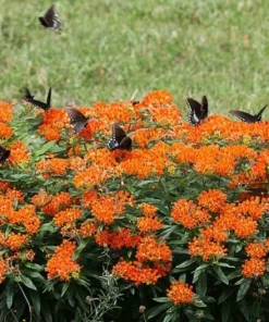 10 Butterfly Weed Bare Root Plants - Asclepias Tuberosa Milkweed Native Wildflower - Image 4