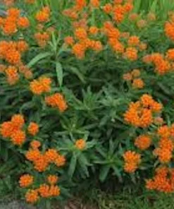 10 Butterfly Weed Bare Root Plants - Asclepias Tuberosa Milkweed Native Wildflower - Image 1