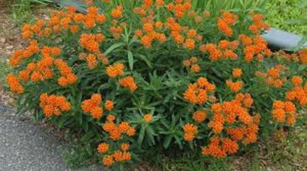 10 Butterfly Weed Bare Root Plants - Asclepias Tuberosa Milkweed Native Wildflower - Image 1