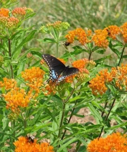 10 Butterfly Weed Bare Root Plants - Asclepias Tuberosa Milkweed Native Wildflower - Image 7