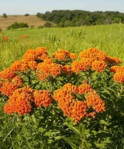 10 Butterfly Weed Bare Root Plants - Asclepias Tuberosa Milkweed Native Wildflower - Image 8