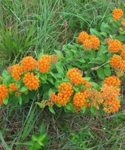 10 Butterfly Weed Bare Root Plants - Asclepias Tuberosa Milkweed Native Wildflower - Image 9