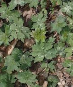 10 Canadian Waterleaf Bare Root Plants - Native Wildflower for Shade Gardens - Image 2