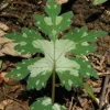 10 Canadian Waterleaf Bare Root Plants - Native Wildflower for Shade Gardens - Image 1