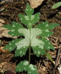 10 Canadian Waterleaf Bare Root Plants - Native Wildflower for Shade Gardens - Image 1