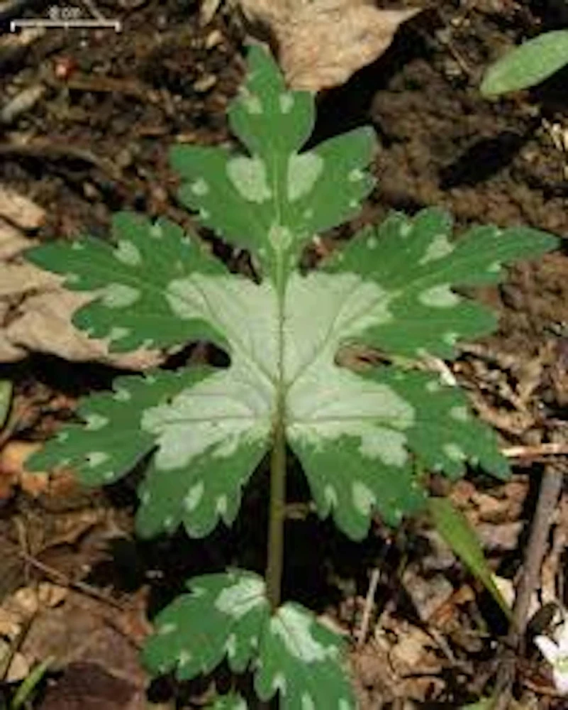 10 Canadian Waterleaf Bare Root Plants - Native Wildflower for Shade Gardens - Image 1