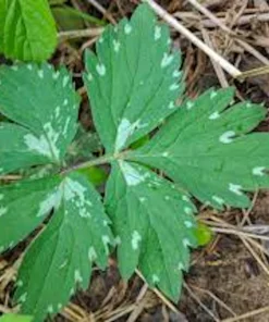 10 Canadian Waterleaf Bare Root Plants - Native Wildflower for Shade Gardens - Image 3