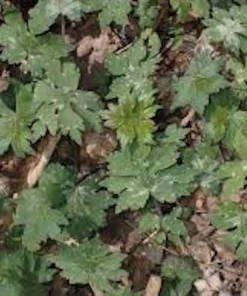10 Canadian Waterleaf Bare Root Plants - Native Wildflower for Shade Gardens - Image 7