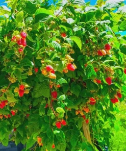 10 Canby Thornless Red Raspberry Starter Plug - Rubus idaeus - Bare Root Plant - Image 2
