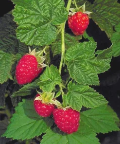 10 Canby Thornless Red Raspberry Starter Plug - Rubus idaeus - Bare Root Plant - Image 4
