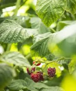 10 Canby Thornless Red Raspberry Starter Plug - Rubus idaeus - Bare Root Plant - Image 7