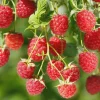 10 Canby Thornless Red Raspberry Starter Plug - Rubus idaeus - Bare Root Plant - Image 1