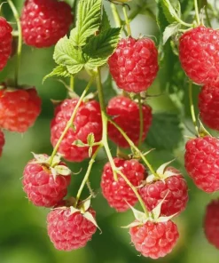 10 Canby Thornless Red Raspberry Starter Plug - Rubus idaeus - Bare Root Plant - Image 1