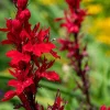 10 Cardinal Flower Bare Root Plants - Lobelia cardinalis - Red Blooms - Image 1