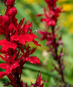 10 Cardinal Flower Bare Root Plants - Lobelia cardinalis - Red Blooms - Image 1