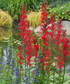 10 Cardinal Flower Bare Root Plants - Lobelia cardinalis - Red Blooms - Image 6