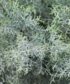 10 Carolina Sapphire Cypress Starter Plants - Evergreen Blue Cypress, 4-6" Tall, Bare Root - Image 2