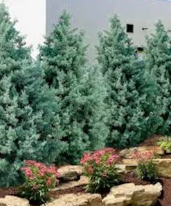 10 Carolina Sapphire Cypress Starter Plants - Evergreen Blue Cypress, 4-6