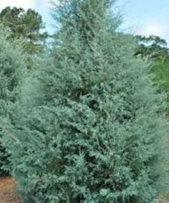 10 Carolina Sapphire Cypress Starter Plants - Evergreen Blue Cypress, 4-6