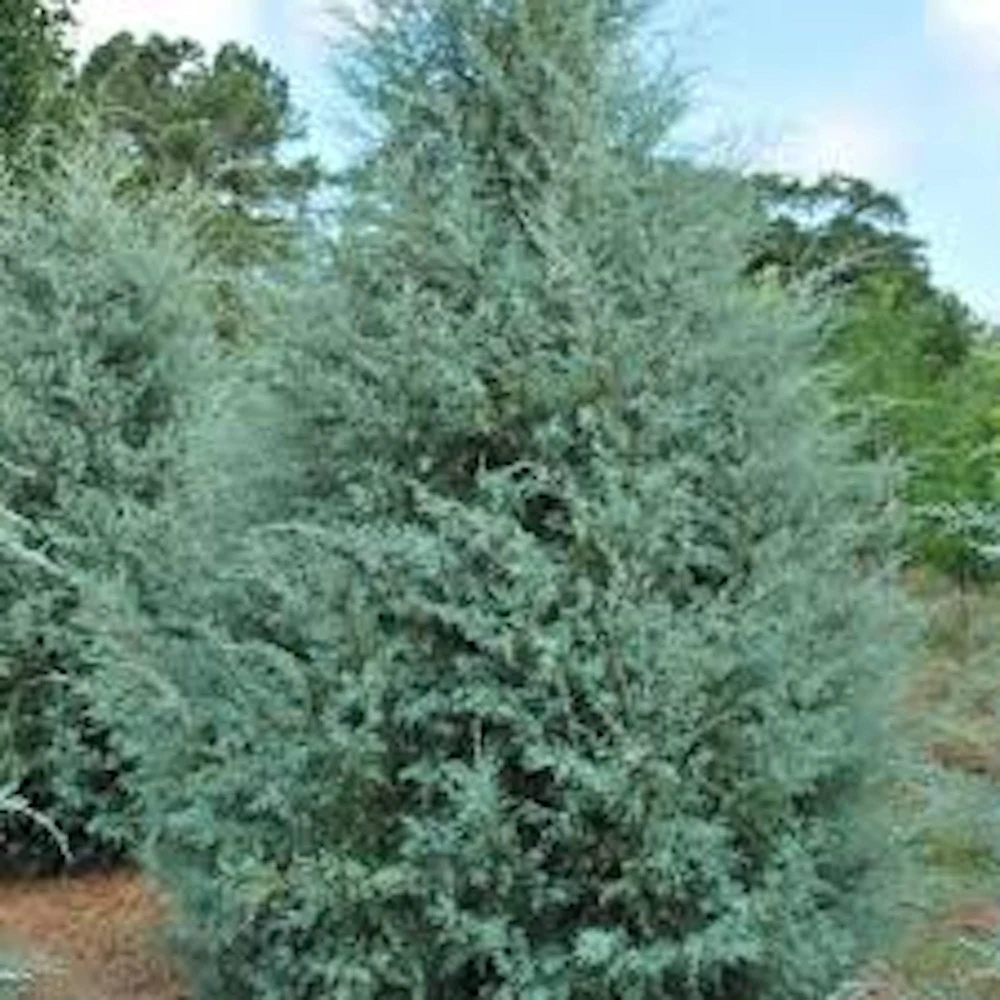 10 Carolina Sapphire Cypress Starter Plants - Evergreen Blue Cypress, 4-6" Tall, Bare Root - Image 1