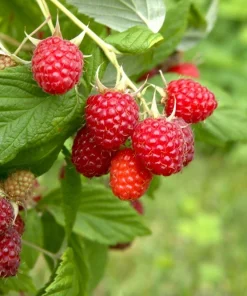 10 Caroline Red Raspberry Starter Plugs - Rubus idaeus 'Caroline' Live Plant - Image 2