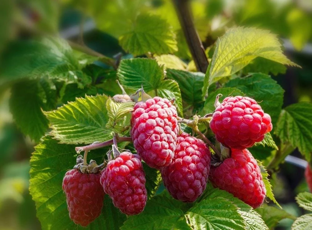 10 Caroline Red Raspberry Starter Plugs - Rubus idaeus 'Caroline' Live Plant - Image 1