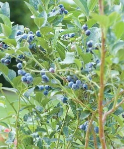 10 Chandler Blueberry Starter Plugs - Live Plant, Northern Highbush, Large Berries - Image 3
