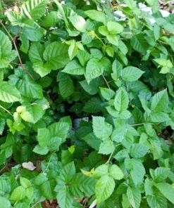 10 Chester Thornless Blackberry Starter Plug Live Plant - Sweet Berries - Image 3