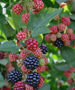 10 Chester Thornless Blackberry Starter Plug Live Plant - Sweet Berries - Image 1