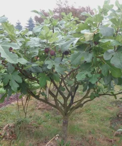 10 Chicago Hardy Fig Starter Plugs - Ficus carica 'Chicago Hardy' Live Plants - Image 3