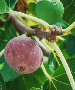 10 Chicago Hardy Fig Starter Plugs - Ficus carica 'Chicago Hardy' Live Plants - Image 5