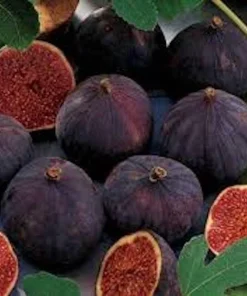 10 Chicago Hardy Fig Starter Plugs - Ficus carica 'Chicago Hardy' Live Plants - Image 6