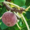 10 Chicago Hardy Fig Starter Plugs - Ficus carica 'Chicago Hardy' Live Plants - Image 1